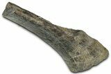 Fossil Dinosaur Bone Section - Montana #326477-3